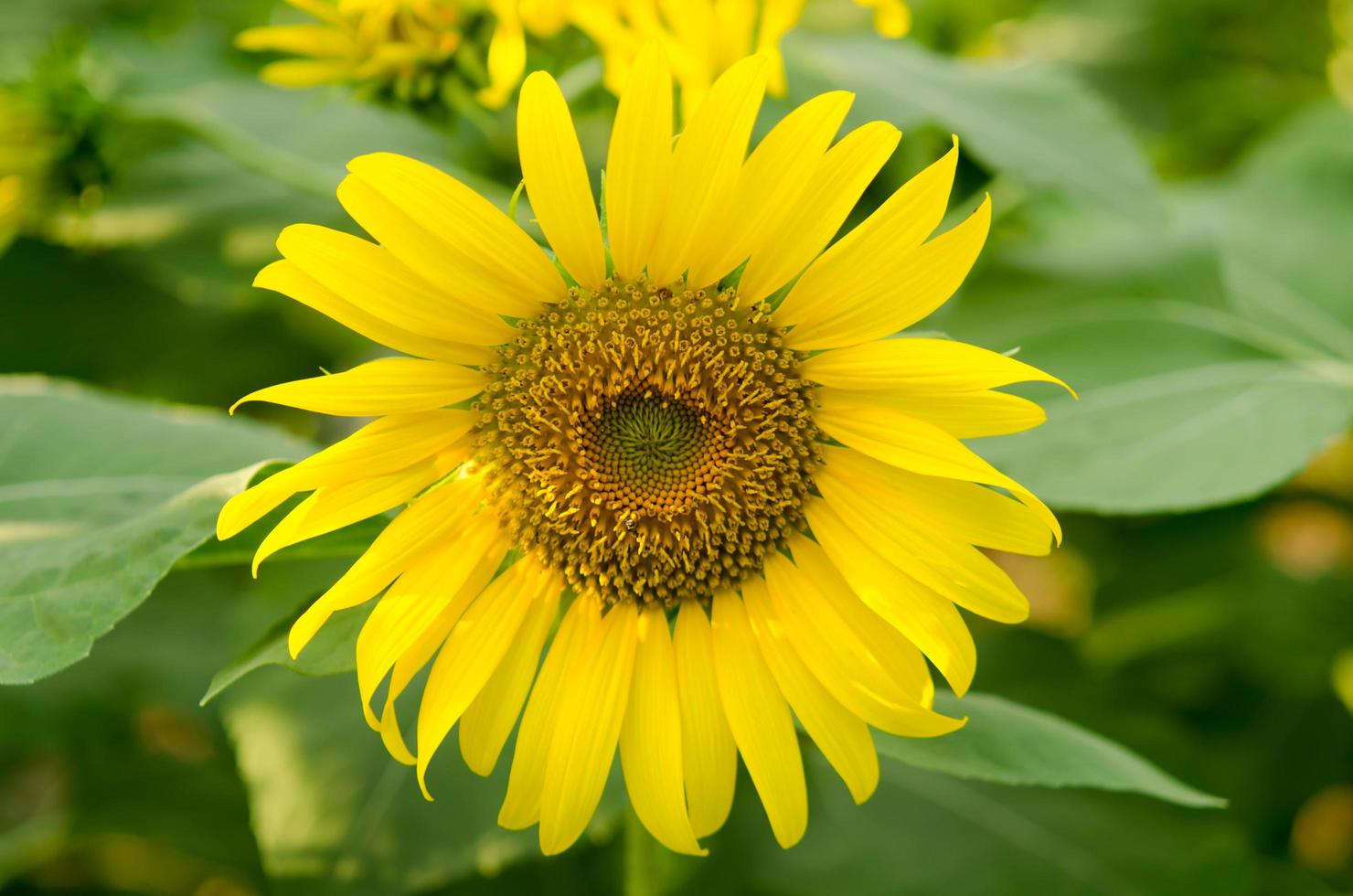 Sunflower in a garden photo