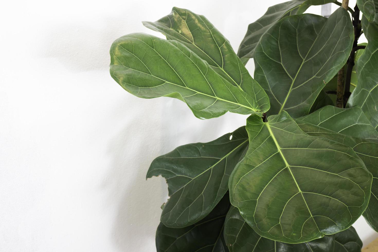 Fiddle leaf fig close up photo