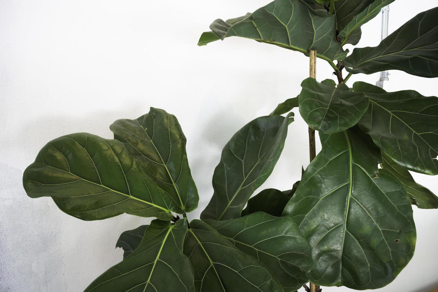 Fiddle leaf fig close up photo