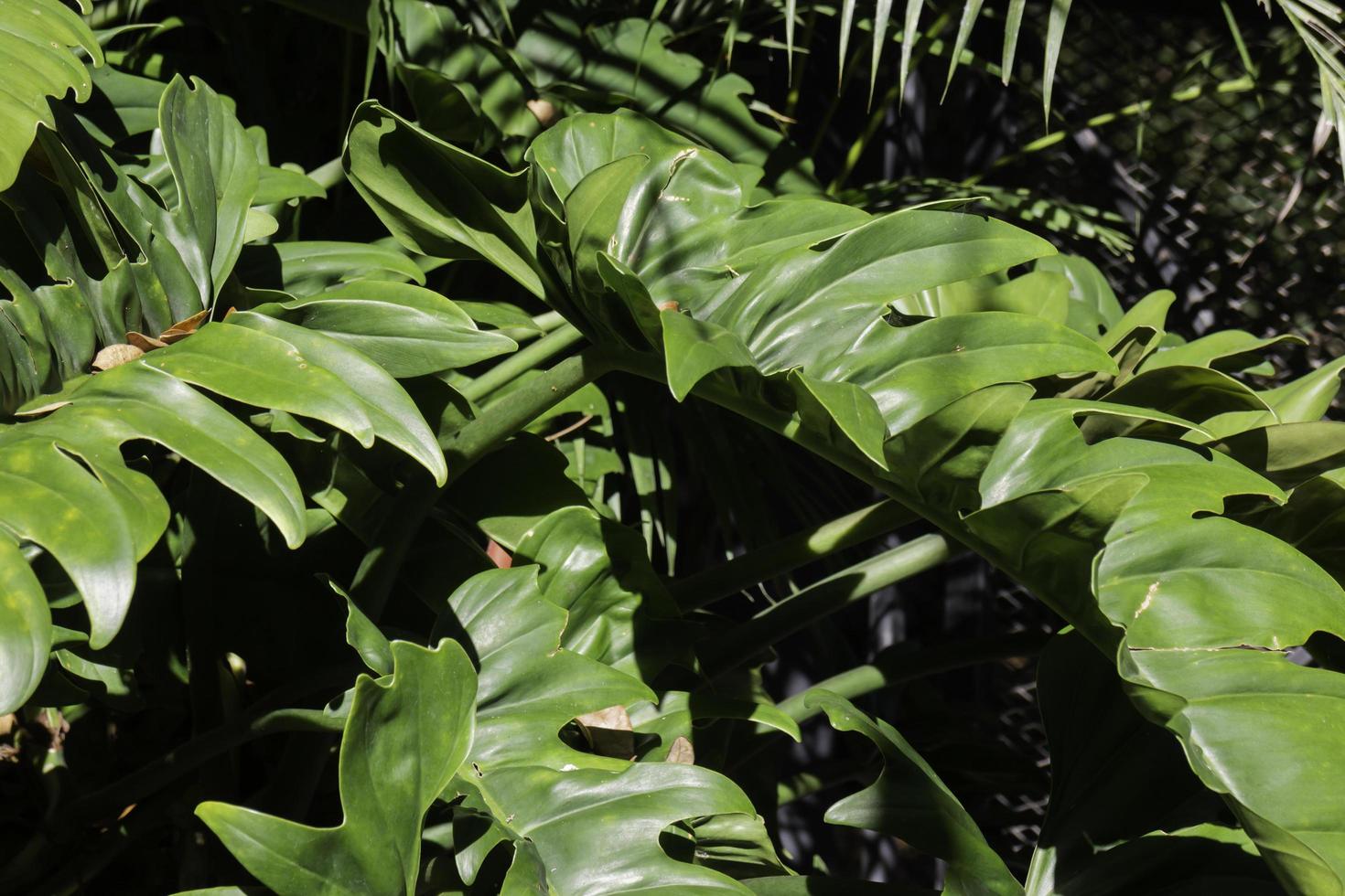 plantas de jardín tropical en verano foto