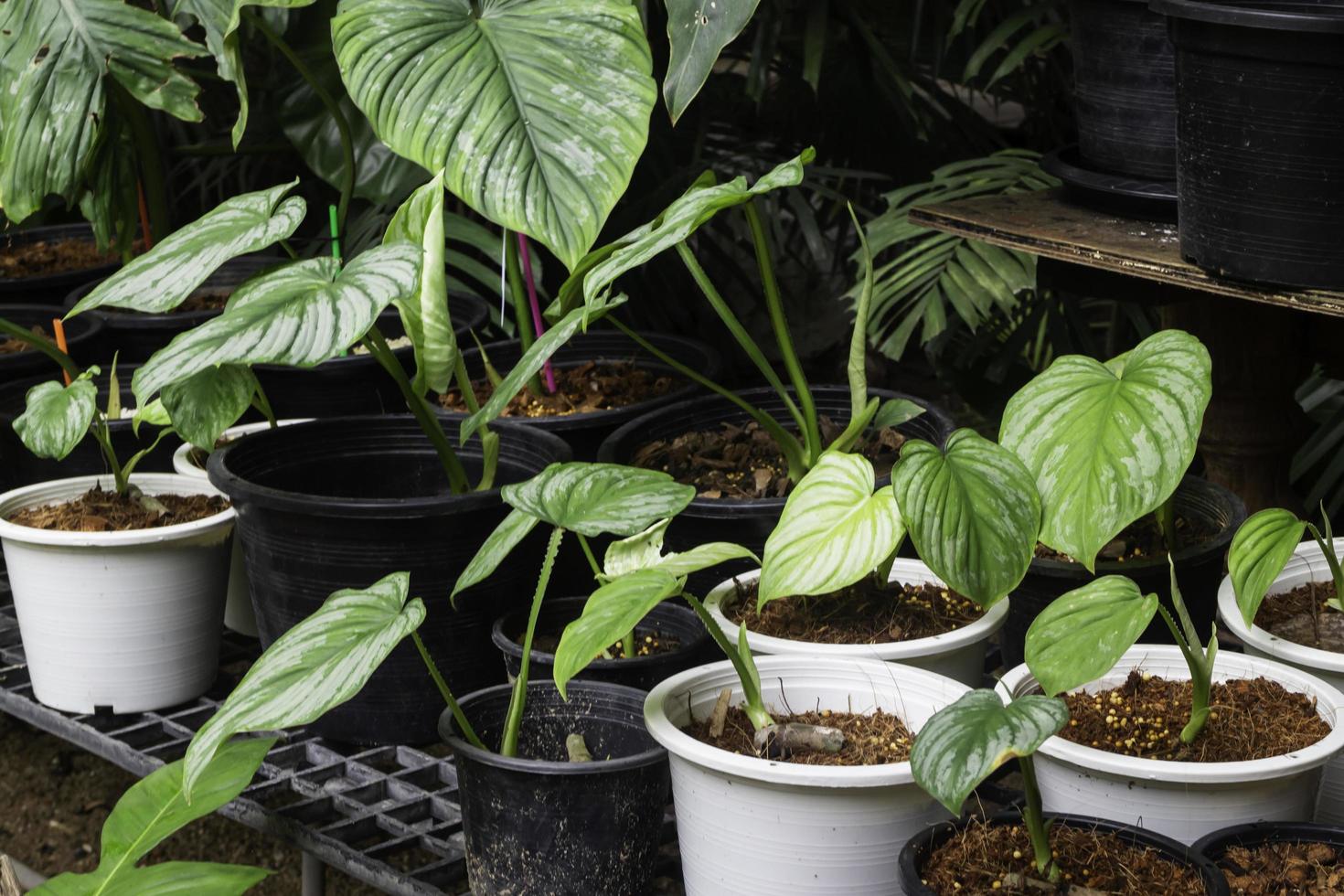 plantas en macetas afuera foto