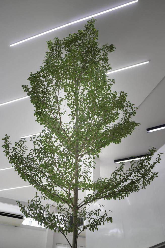 Indoor tree of bright room photo