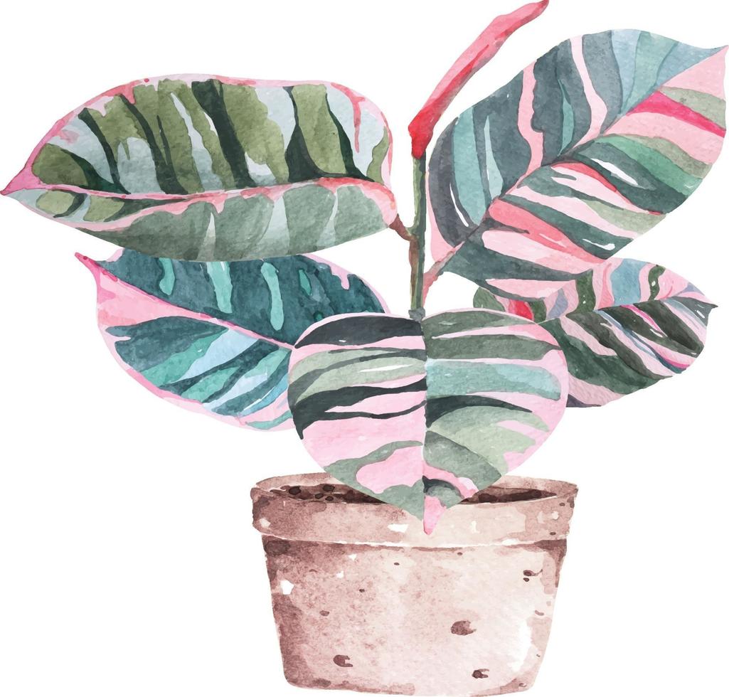 Ficus elastica watercolor 1 vector