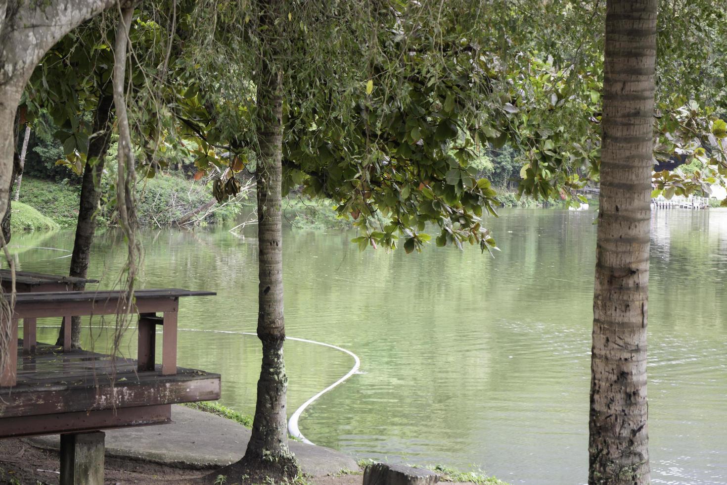 Lake view with trees photo