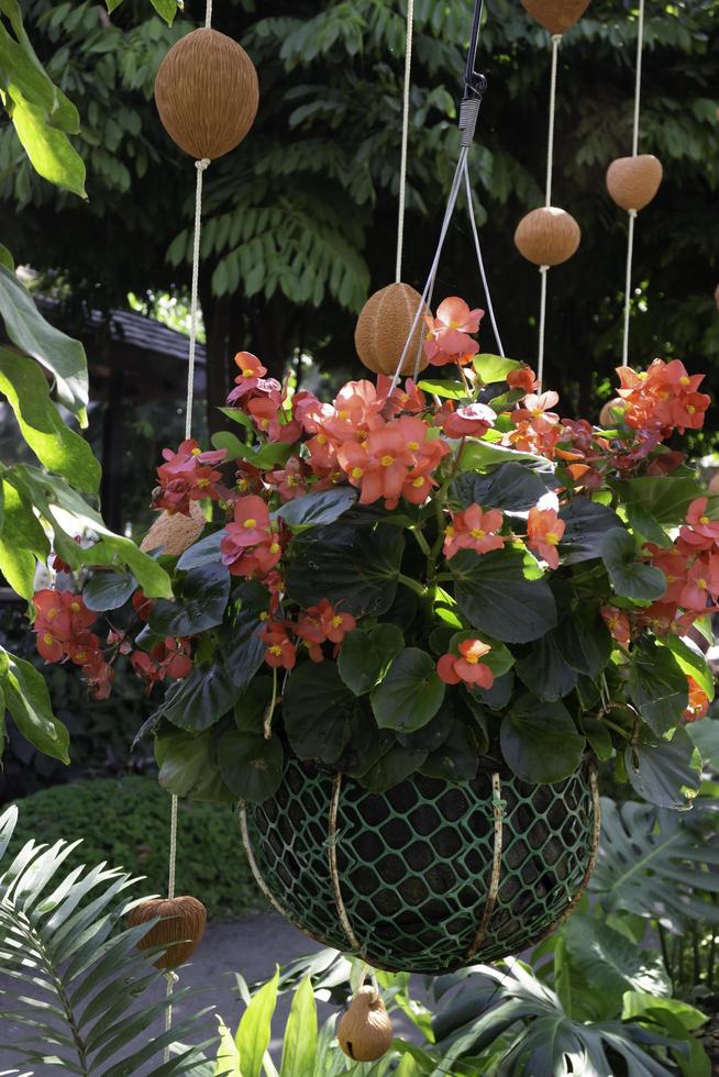 Hanging plant in a garden photo