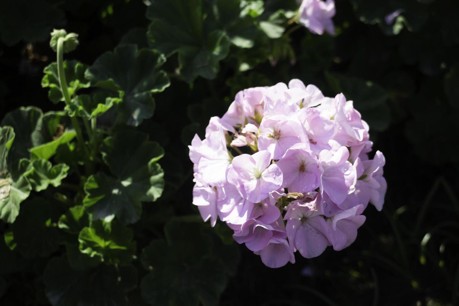 Pink hydrangea flower photo