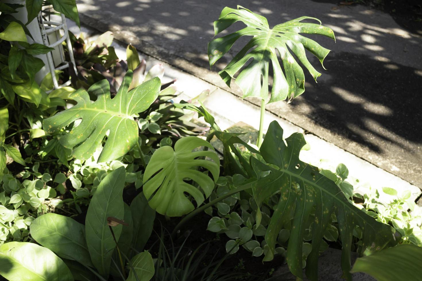 variedad de plantas de verano foto