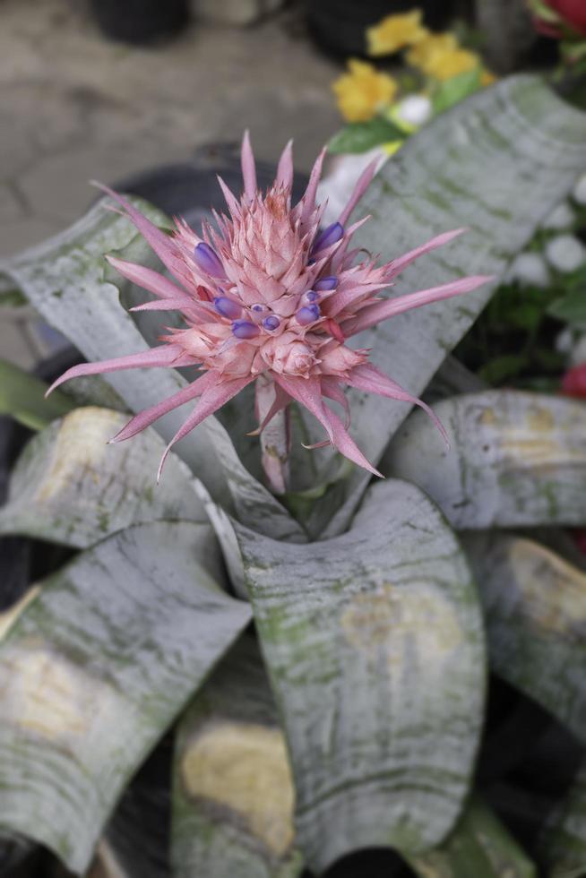 Pink and purple flower photo