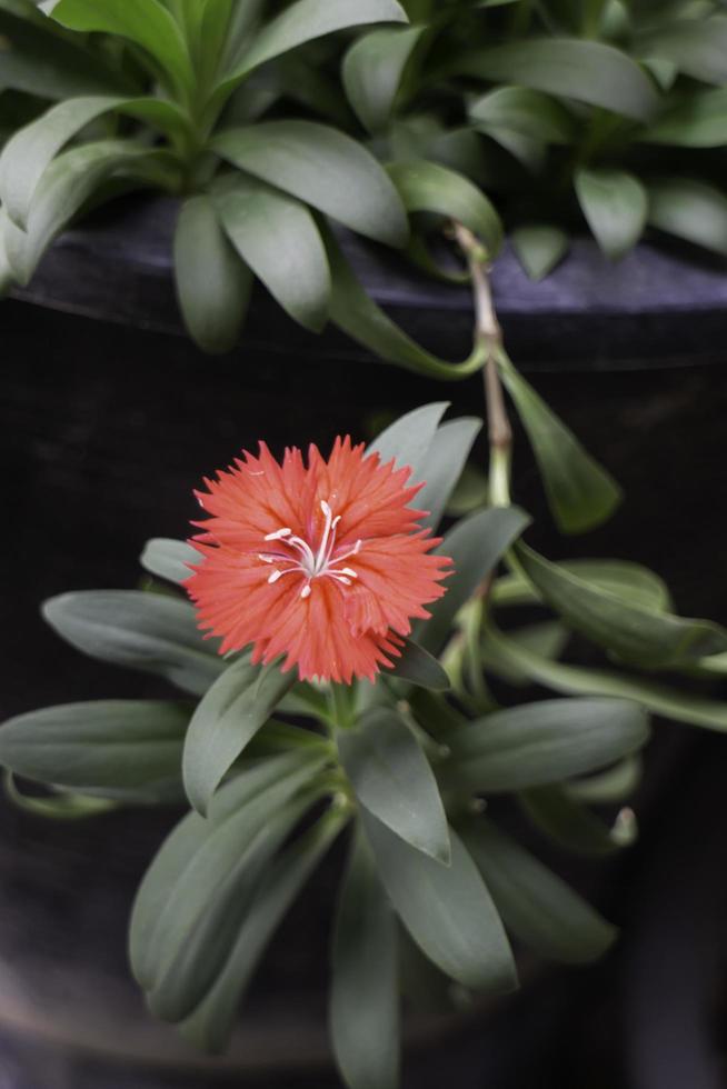 flor roja en el jardin foto