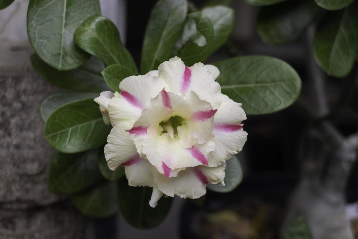 Pink and white garden flower photo