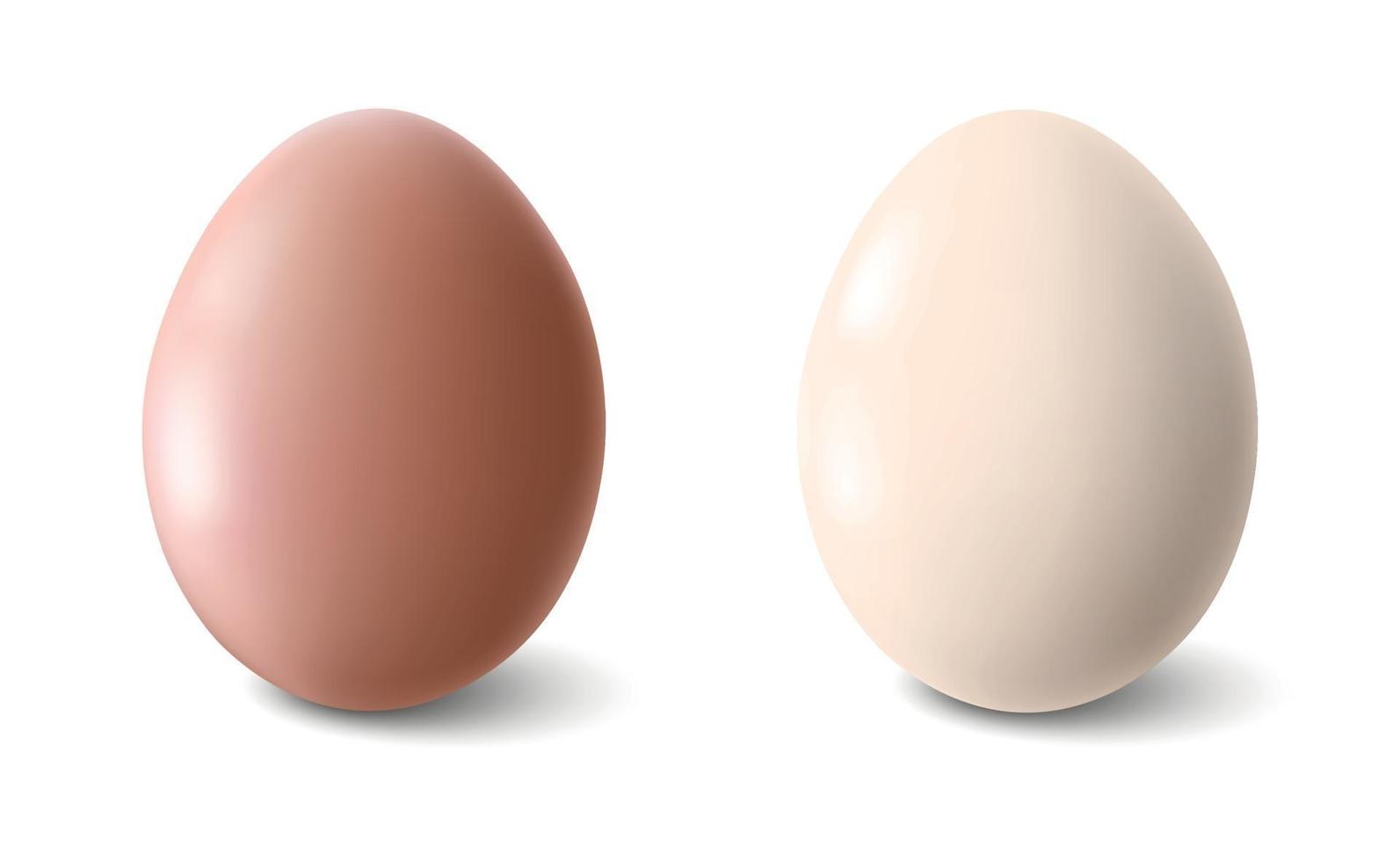 Grandes huevos de gallina realistas con sombra sobre fondo blanco - ilustración vectorial vector