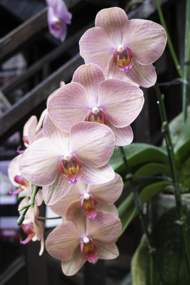 planta de orquídea rosa en el jardín foto