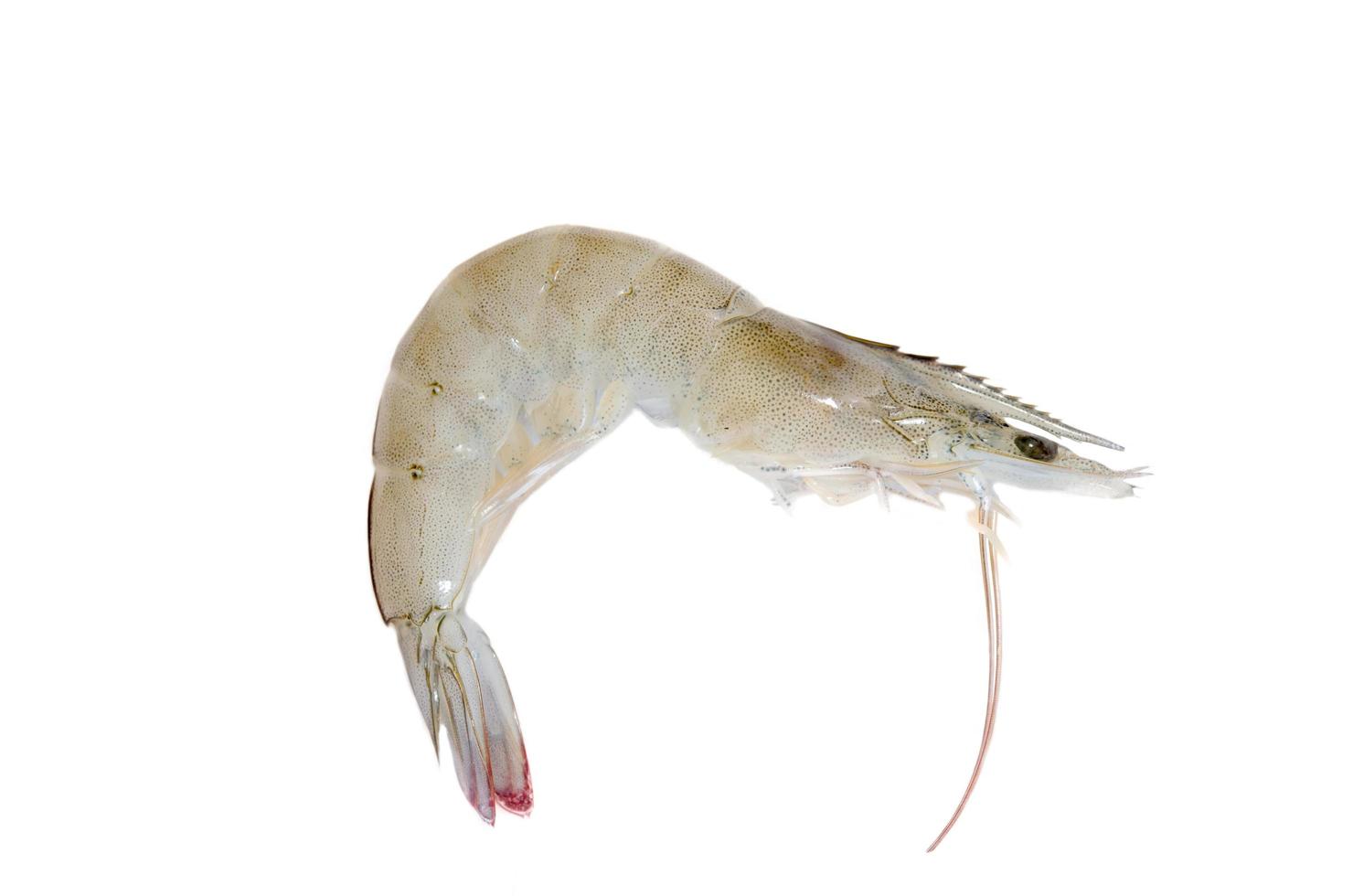 Fresh shrimp on a white background photo