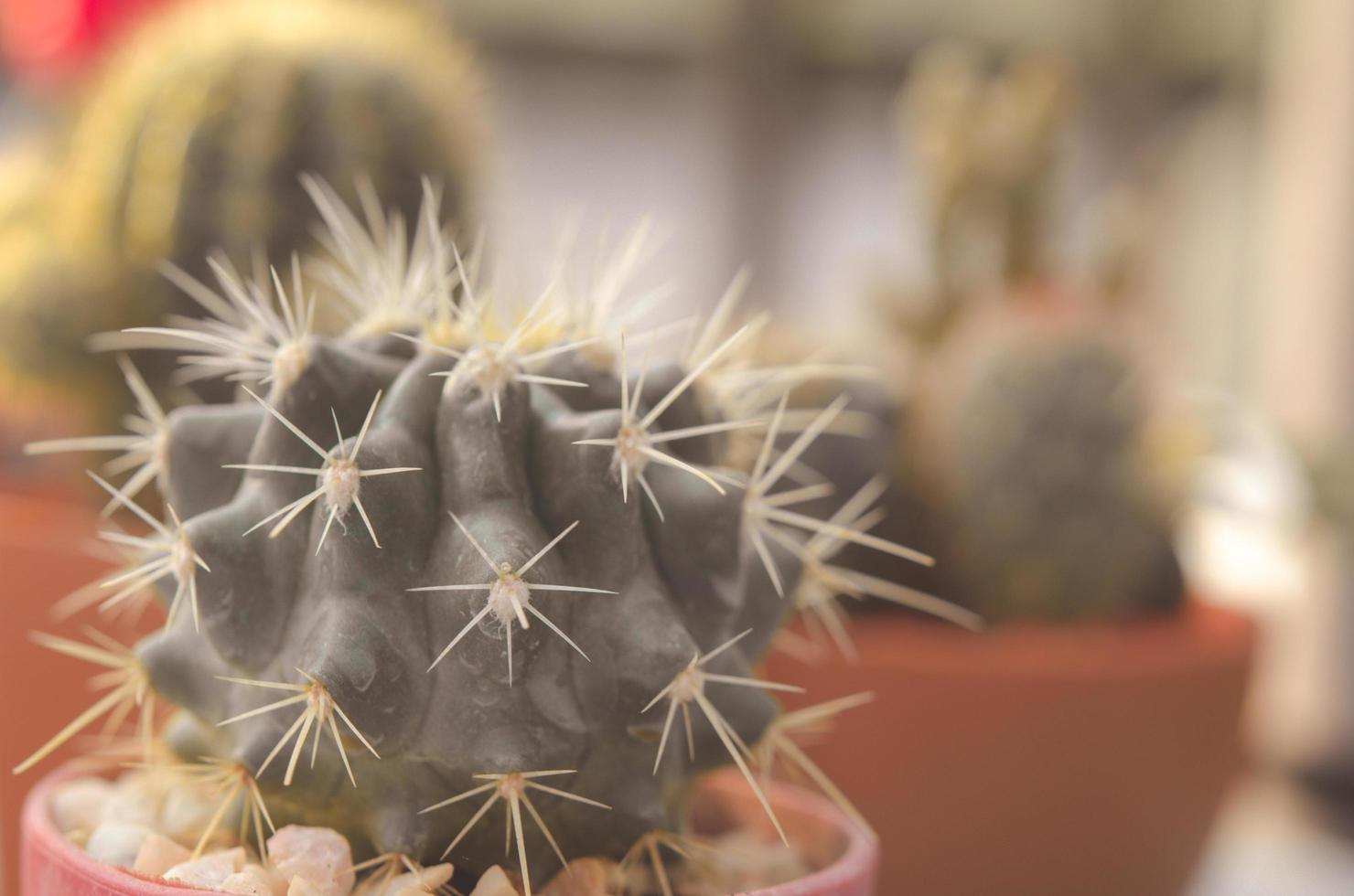 Close-up of a cactus photo