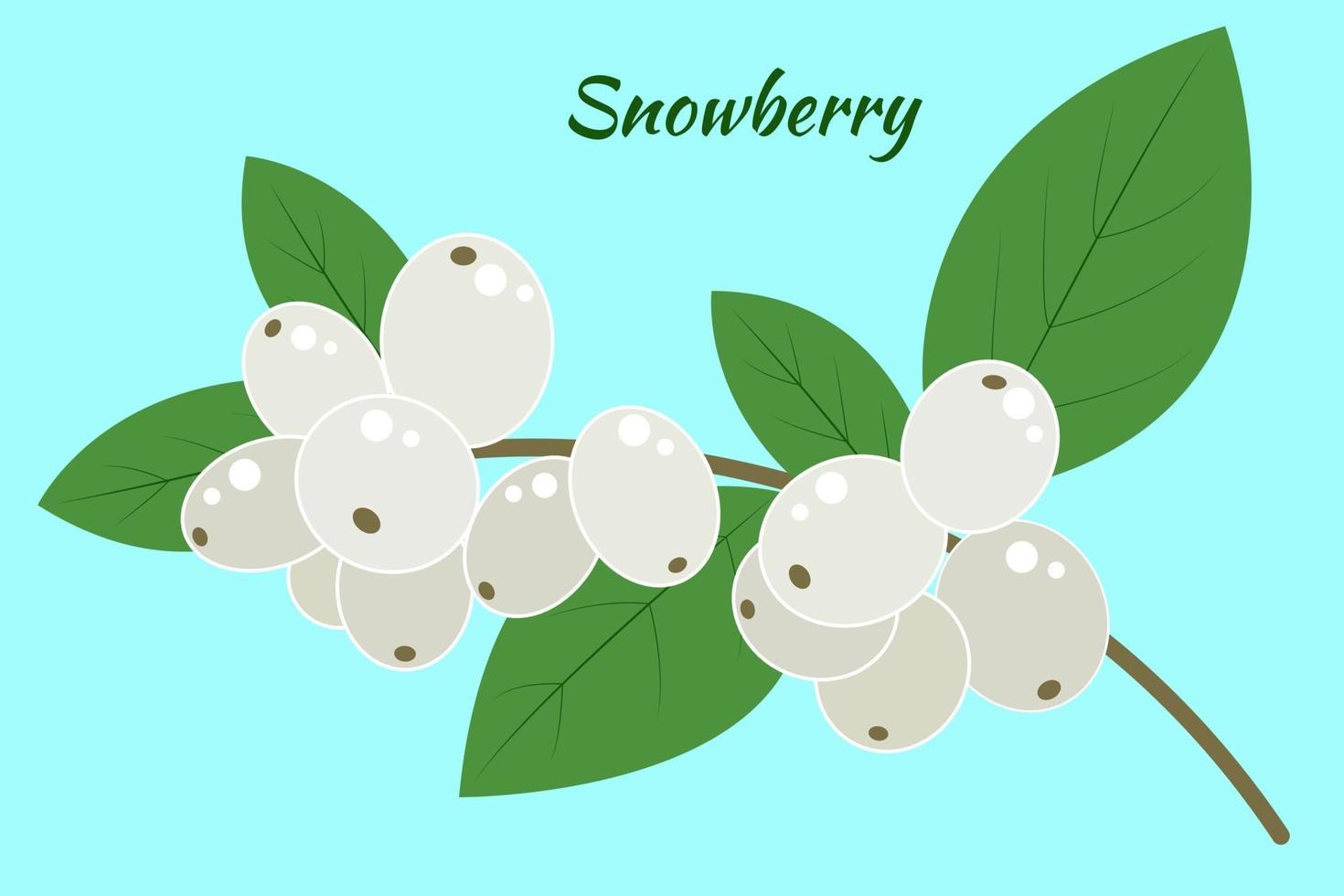 A branch of a snow berry on a blue background. Symphoricarpos with leaves, vector. Isolated object. vector