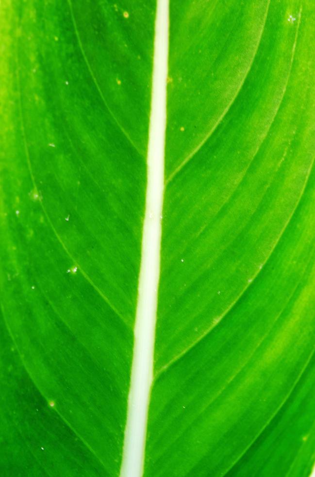 Green leaf background photo