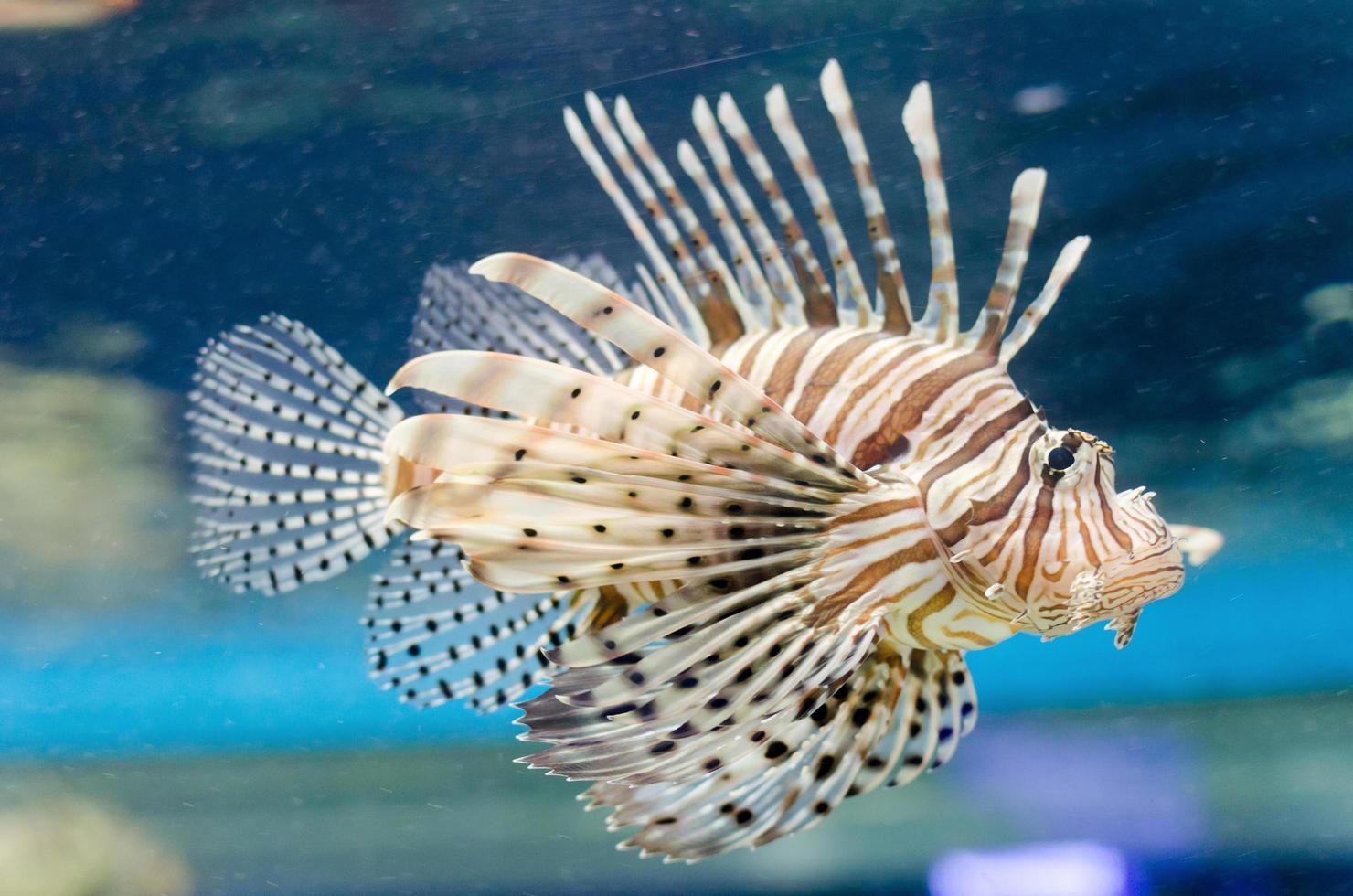 Lion fish in water photo