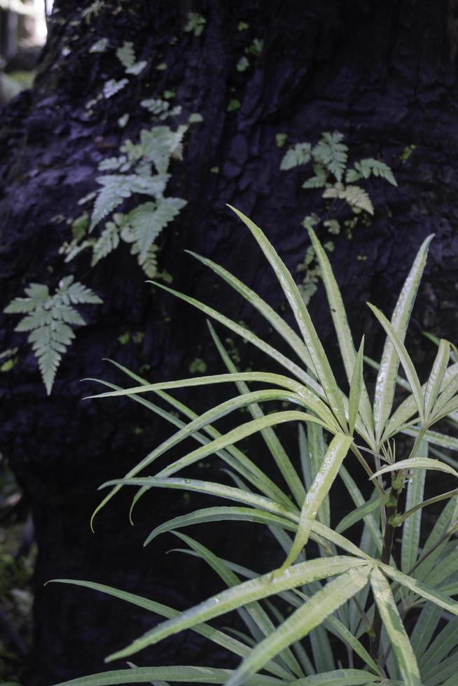 Ornamental plant in the garden photo