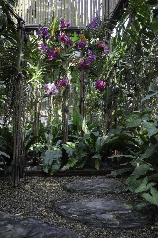 Orchids in the garden photo