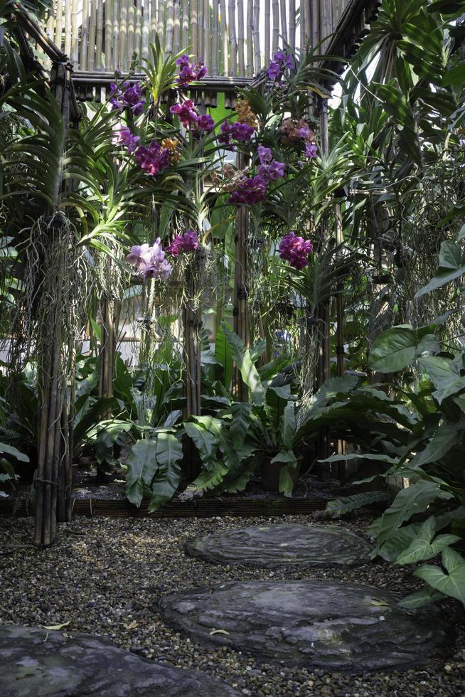 orquídeas en el jardín foto