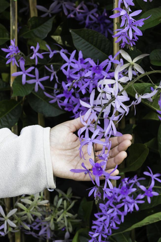 Hand on violet flowers photo