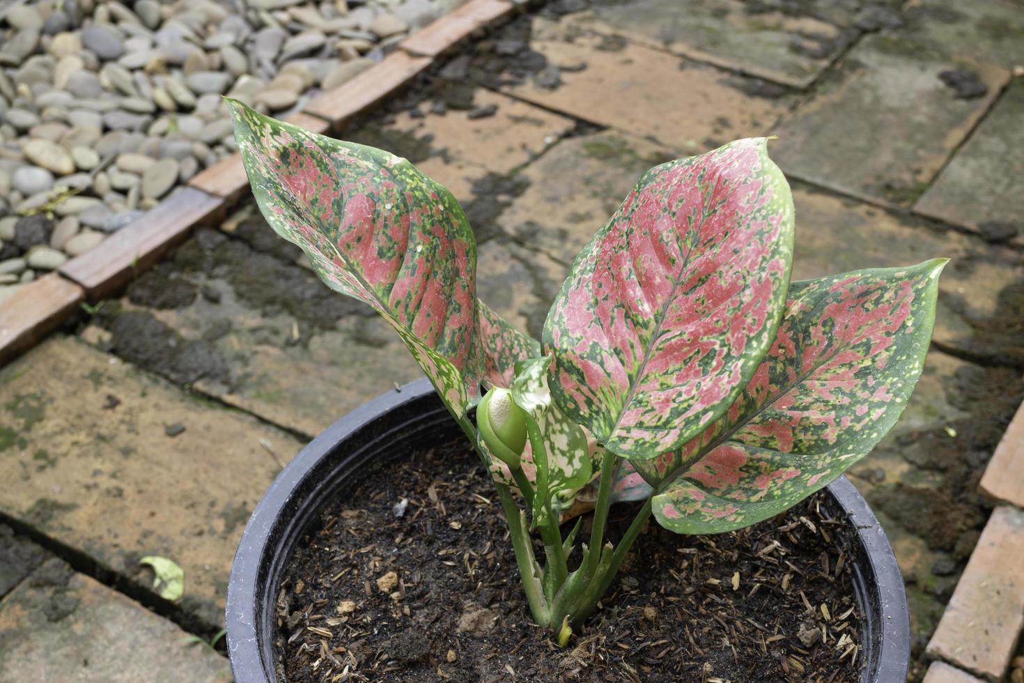 The Aglaonema modestum flower blooming photo