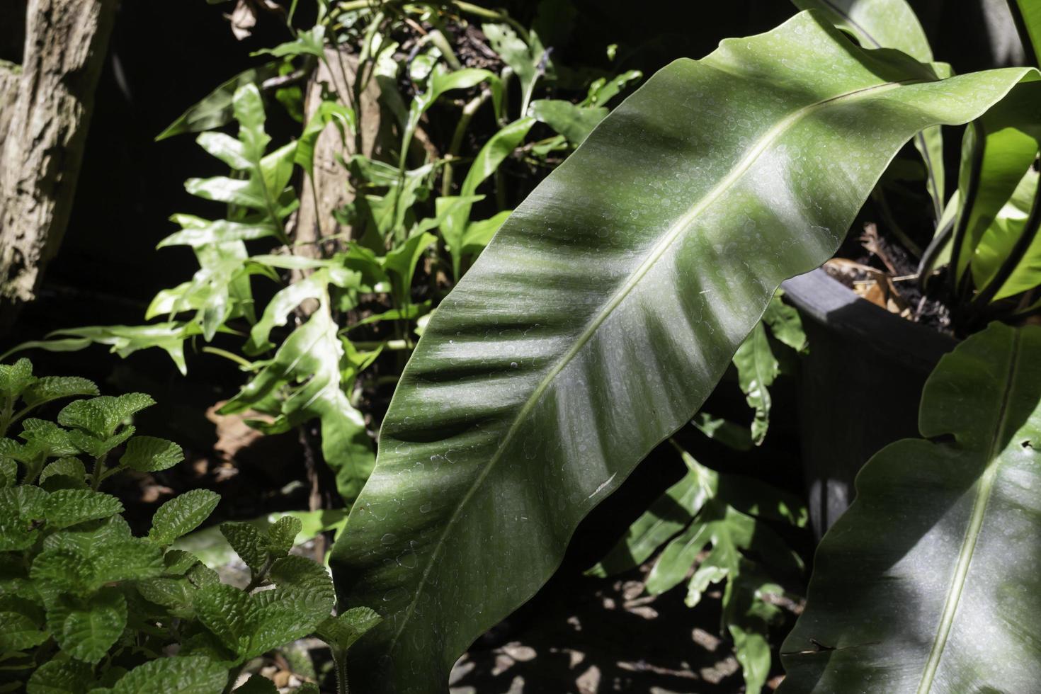 Beautiful green leaves garden photo