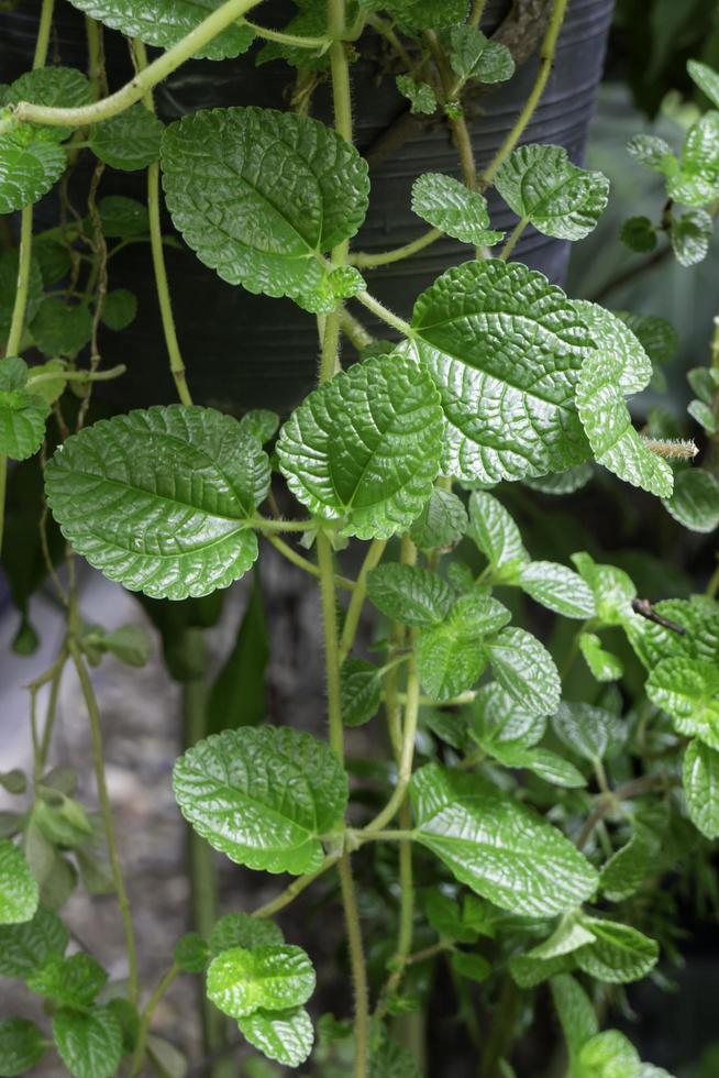 hojas de menta verde foto