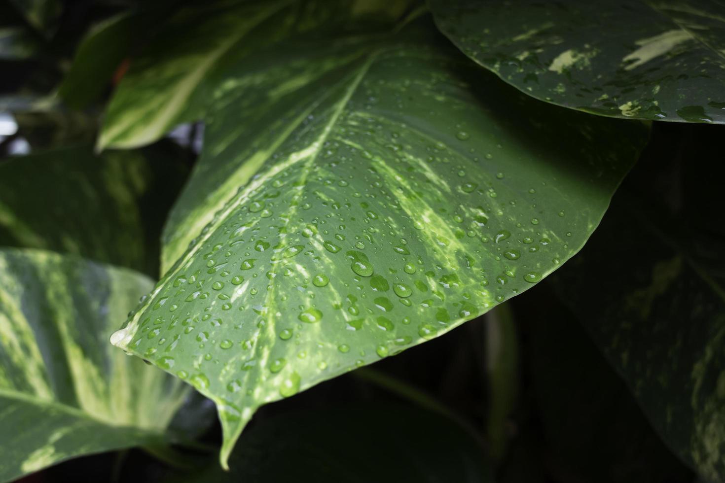 Green leaves plant with water drops photo