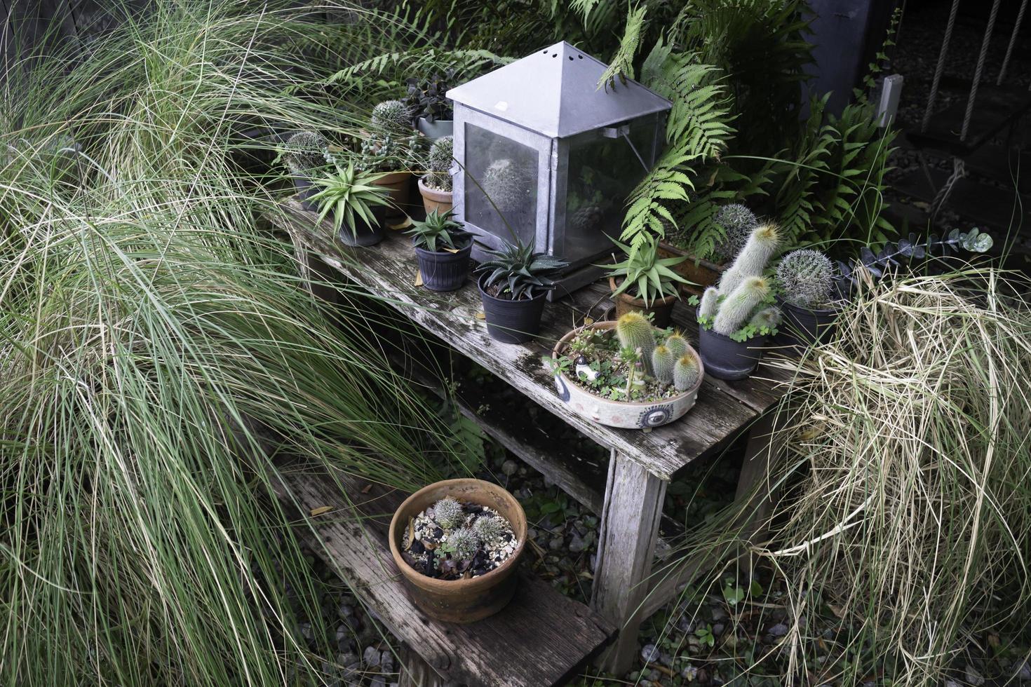 plantas verdes en el jardin foto