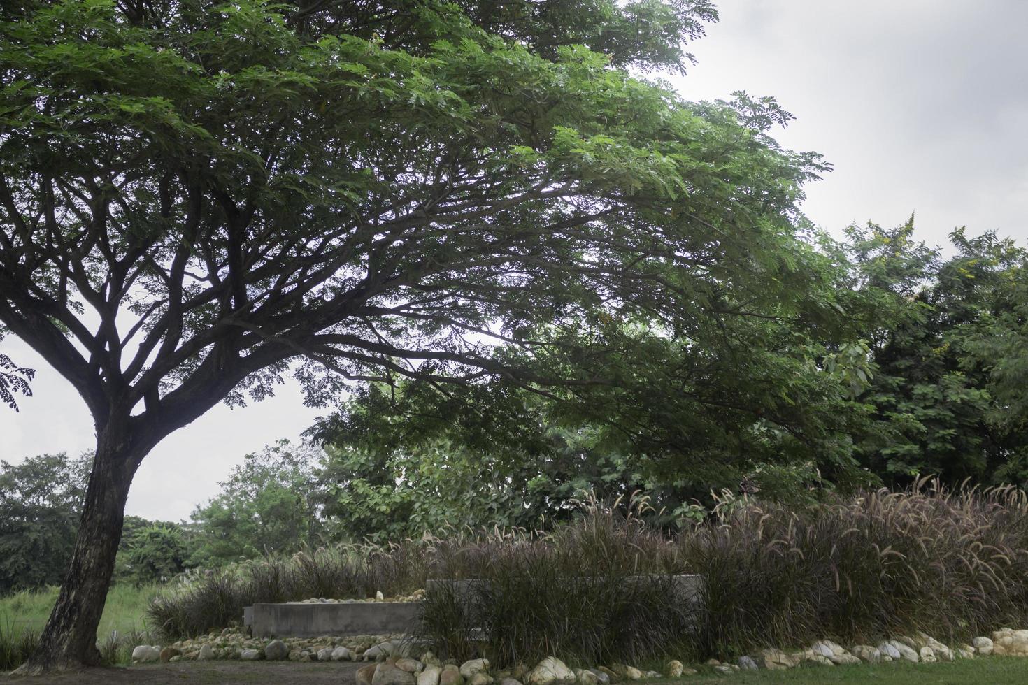 árbol en un campo de verano foto