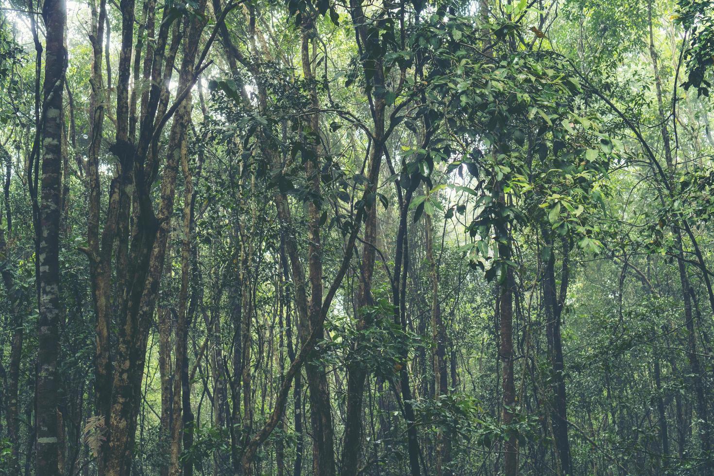 árboles tropicales en un bosque foto