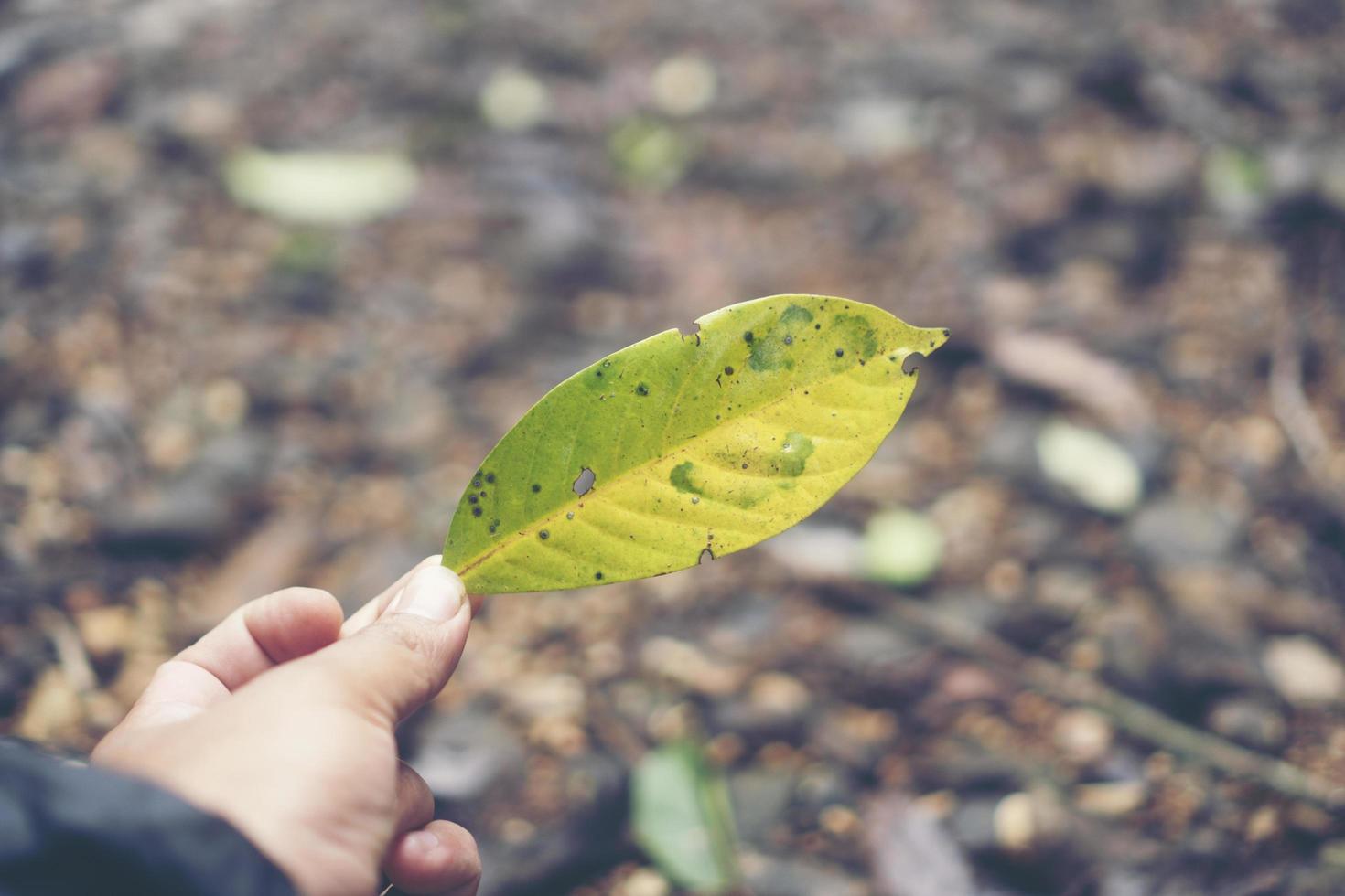 hoja verde en una mano foto