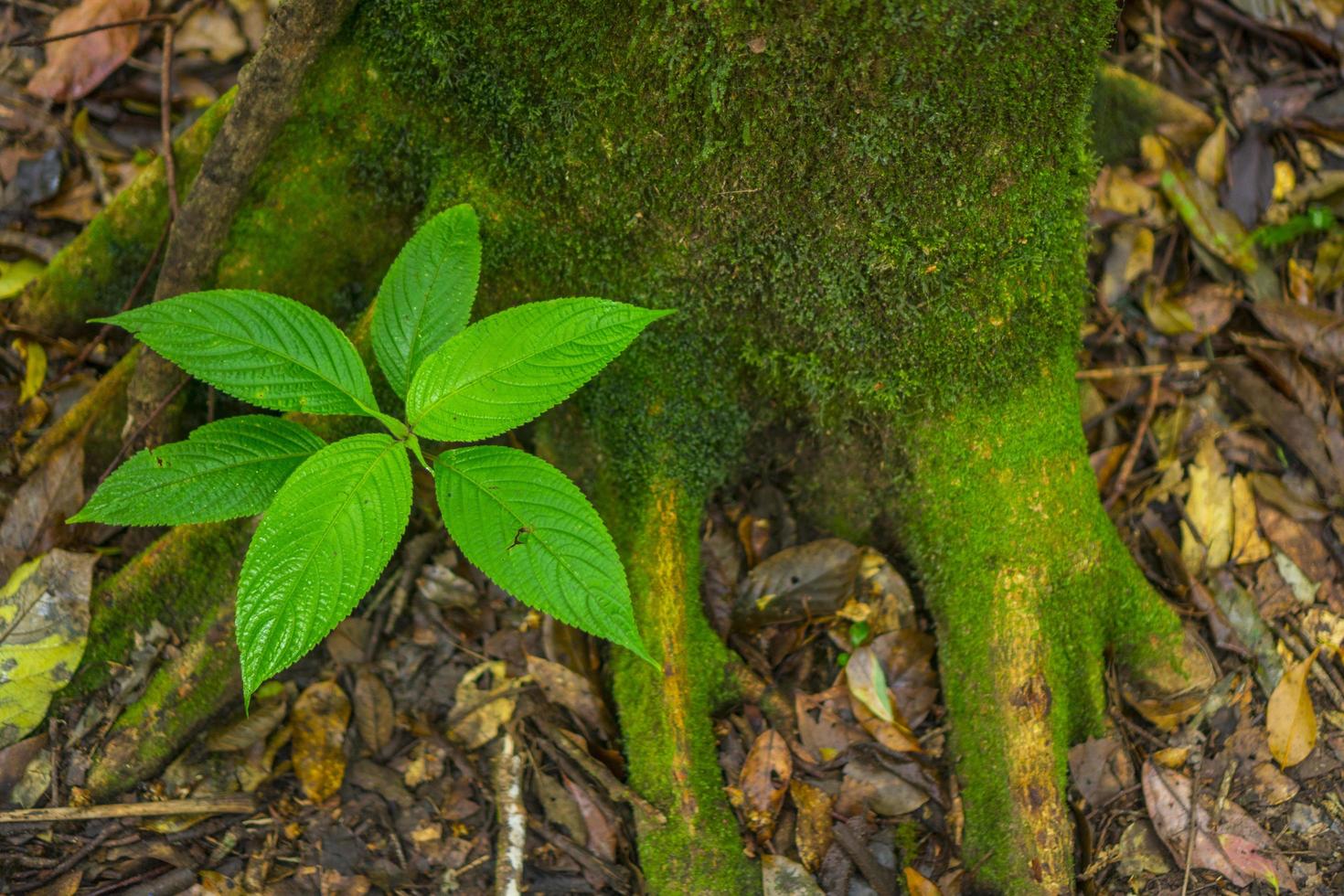 planta verde en un bosque foto