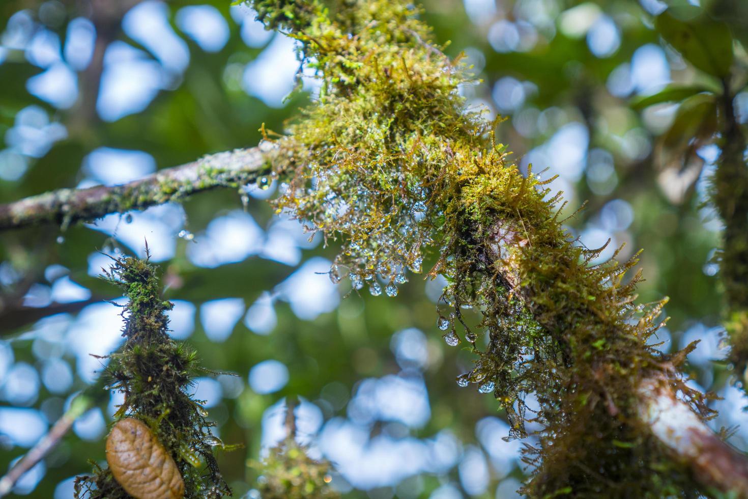 musgo verde en un árbol foto