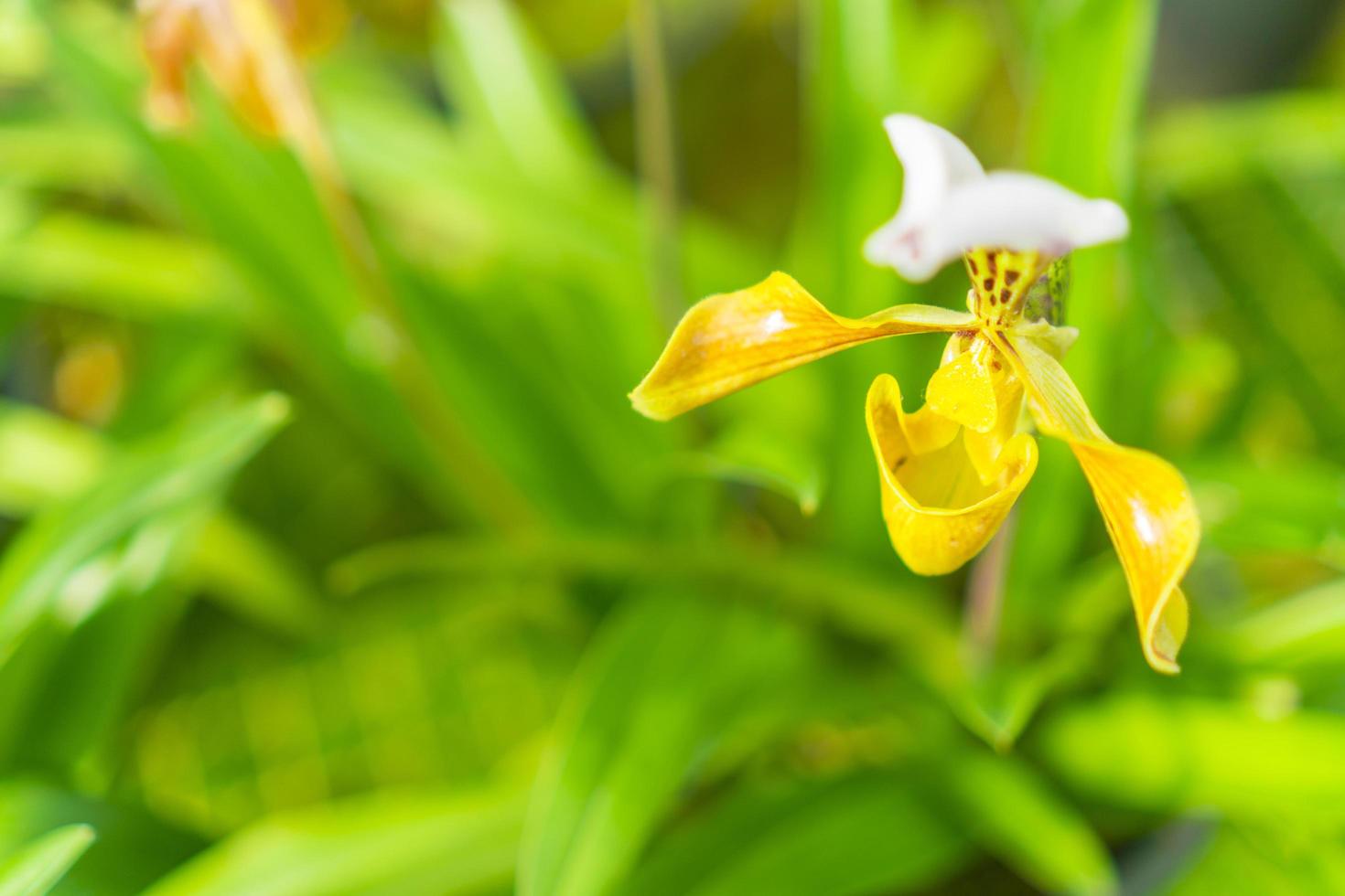 flor de orquídea y espacio de copia foto