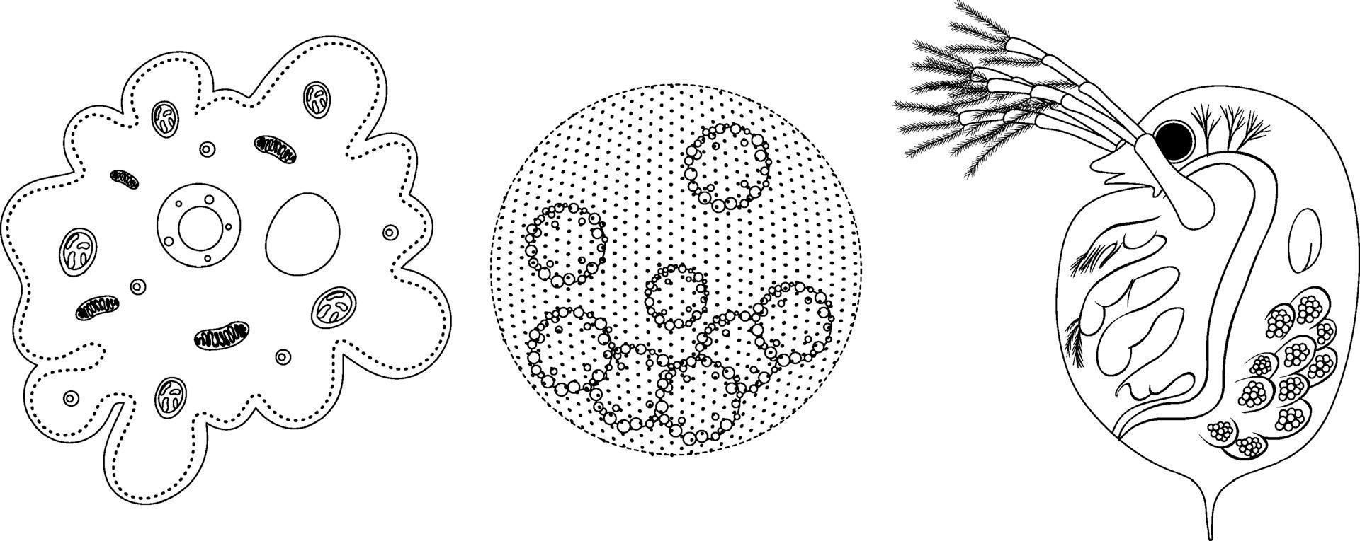 Conjunto de organismo unicelular en doodle aislado sobre fondo blanco. vector