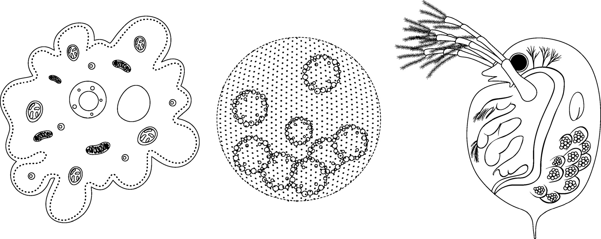 Set of unicellular organism in doodle isolated on white background