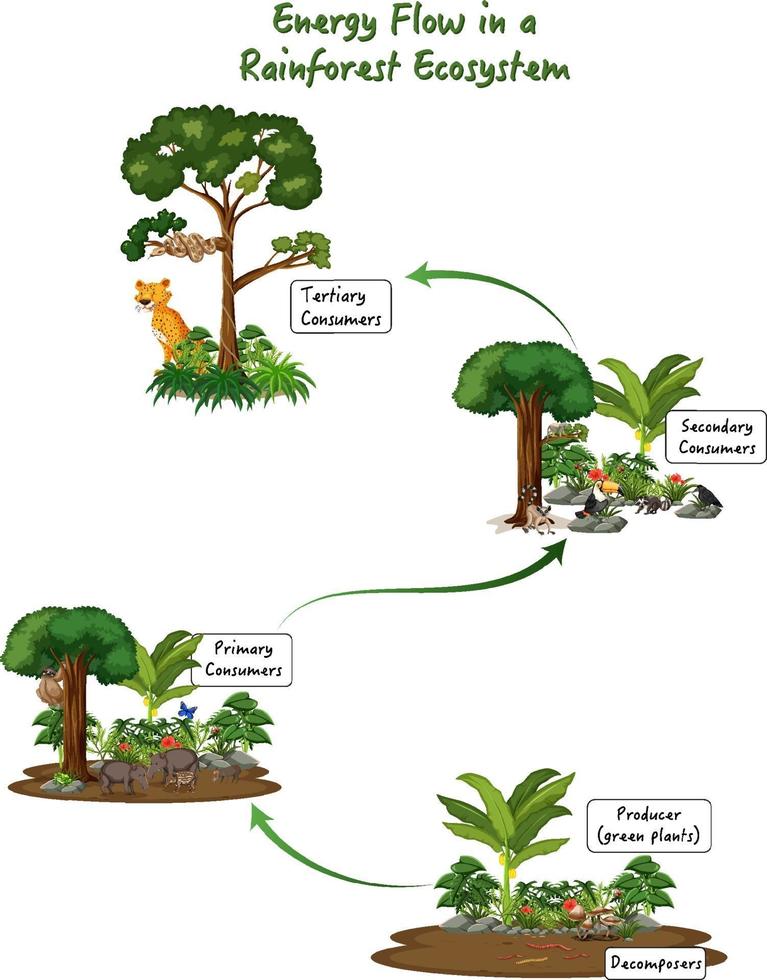 flujo de energía en un diagrama de ecosistema de la selva vector