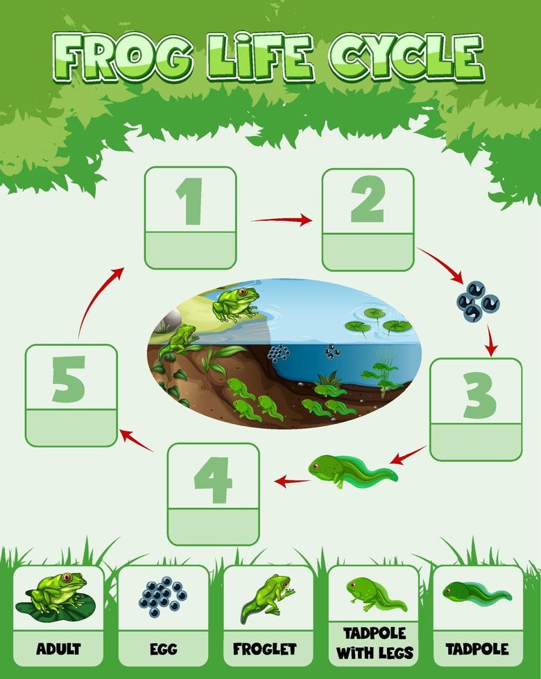 Diagram showing life cycle of Frog vector