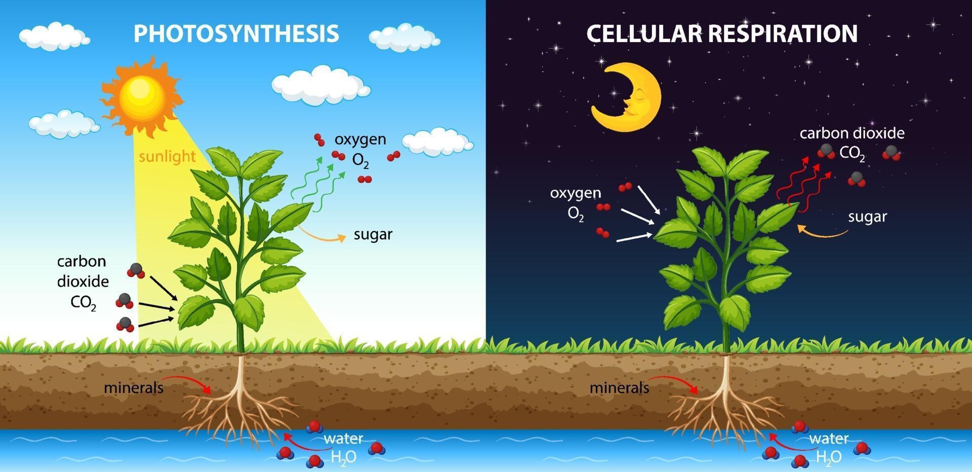 Diagram showing process of photosynthesis and cellular respiration vector