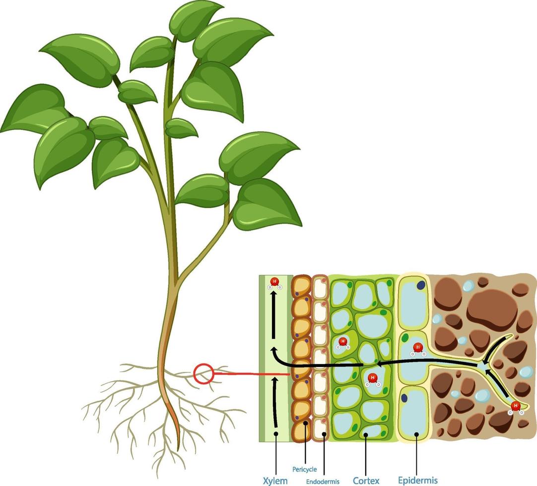 Diagrama que muestra la célula de la raíz de la planta aislada sobre fondo blanco. vector