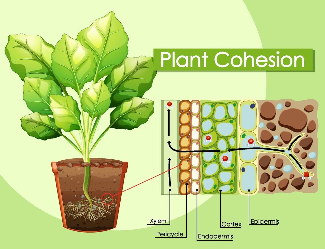 Diagram showing Plant Cohesion vector
