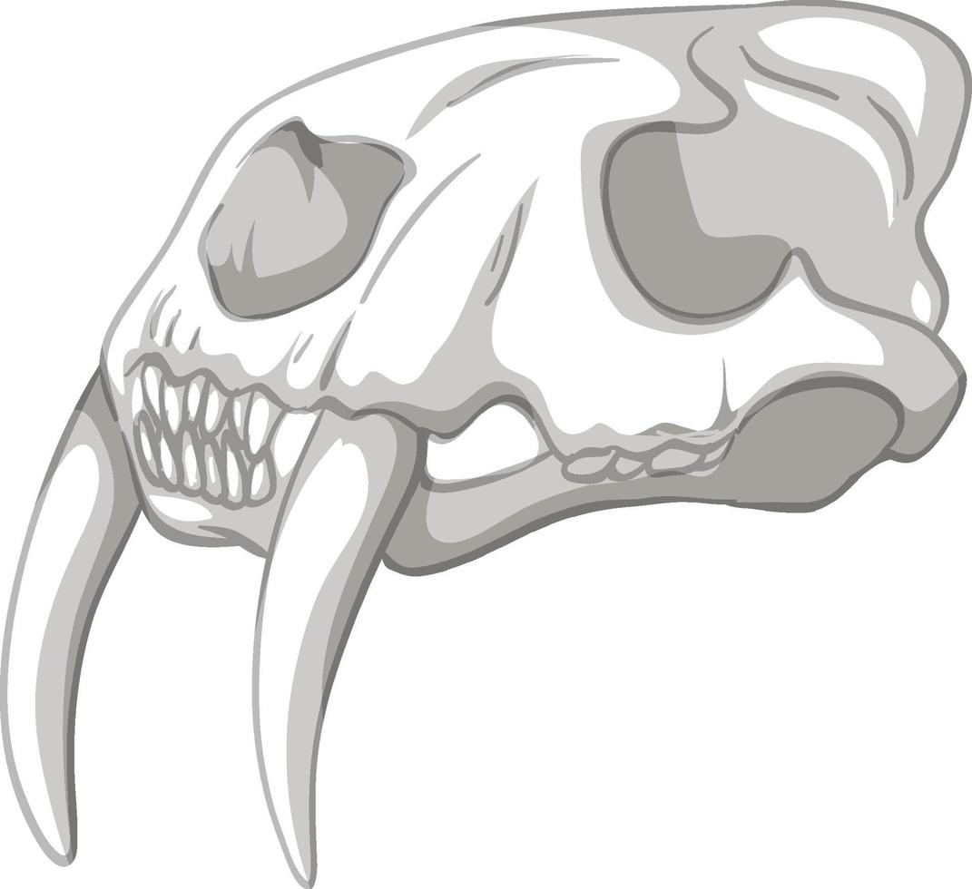 Toothsaber skeleton on white background vector