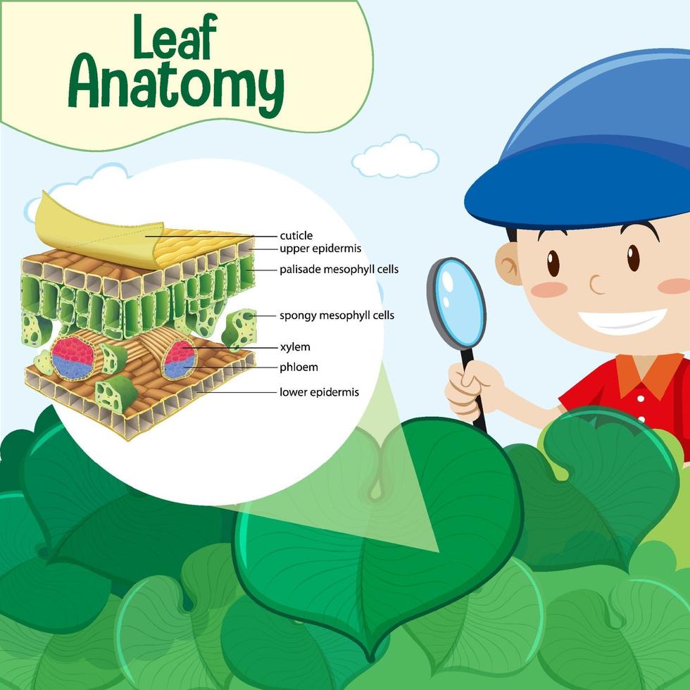 Diagram showing Leaf Anatomy with a boy cartoon character vector