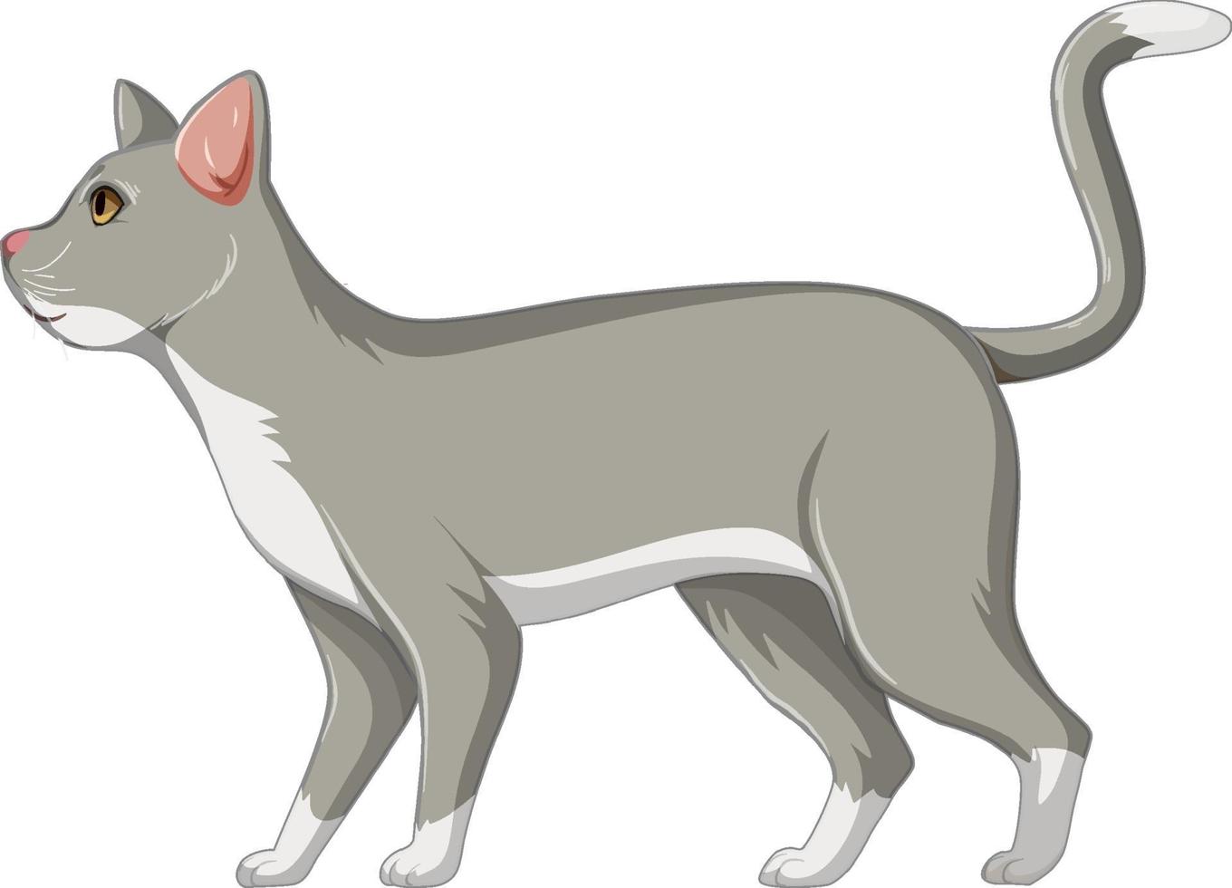 Lindo gato gris solo aislado sobre fondo blanco. vector