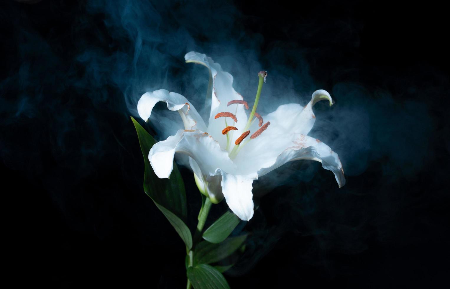 White lily and fog photo