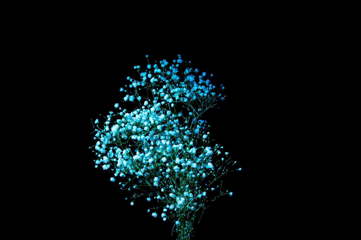 gypsophila azul sobre un fondo oscuro foto