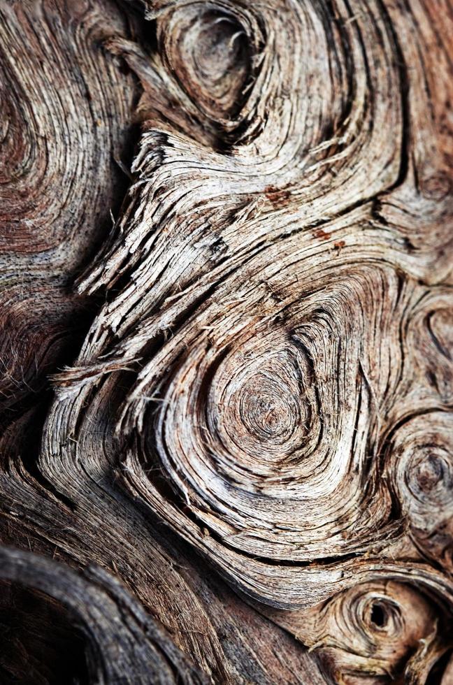 textura de remolino de árbol foto