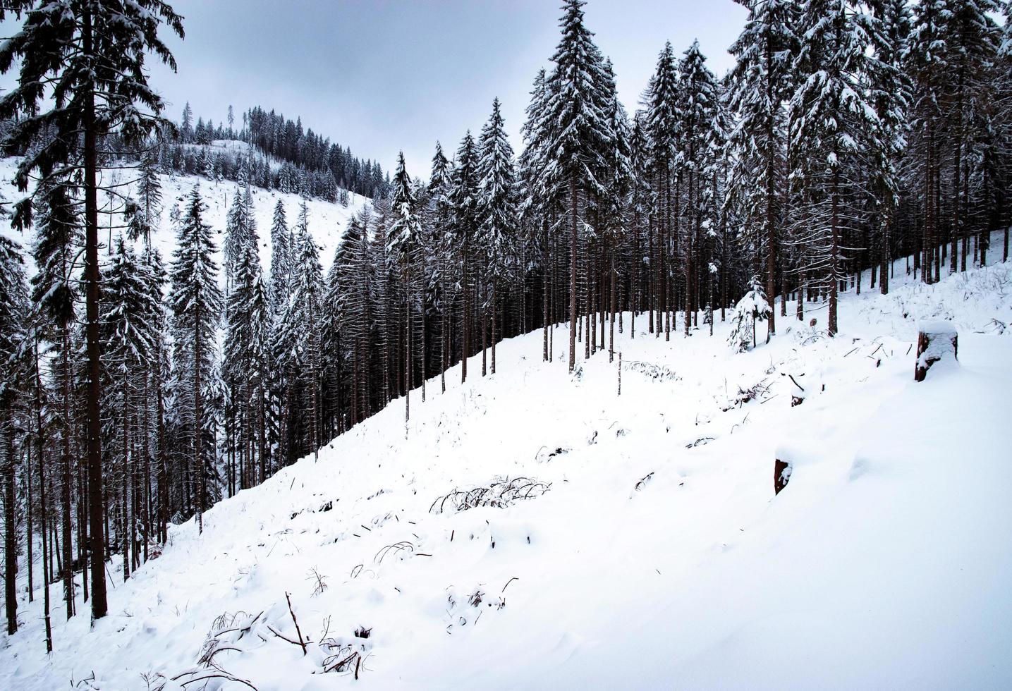 Winter forest with snow photo